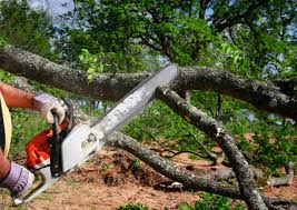  Americus, GA Tree Removal Pros